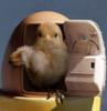hatching