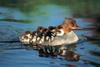 image003333