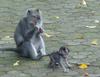 monkee_with_baby