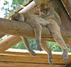 monkeylove1