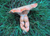 naked_toadstool