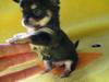 puppie3