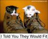 pussy_in_your_shoe
