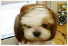 rumpsdog