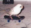 Skateboardingbird
