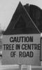 tree_in_center