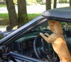 Conduite_canine
