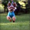 arm_hondje