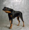 rare_hond