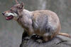 rare_hond2