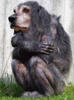 rare_hond3