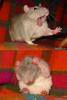hamster