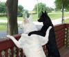 2honden