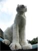 bigcat