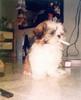 rokendehond