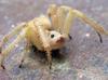 Spidermouse