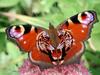 73-schmetterling.jpg