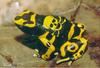 82-frosch.jpg