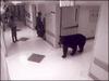 bear-hospital.jpg