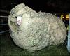big-sheep.jpg
