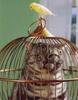 bird-catches-cat.jpg