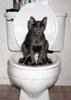 toilet-cat.jpg