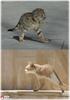Cat_Birds.jpg