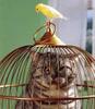 chat-cage-oiseau.jpg