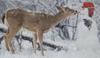 deer-disfigures-snowman.jpg