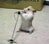 singing-rodent.jpg