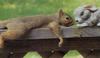 squirrel-attraction.jpg