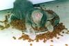 stuffed-cat.jpg