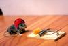 stunt-mouse.jpg