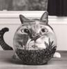 cat-fishbowl.jpg