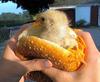 new-chicken-sandwich.jpg