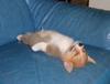 one-relaxed-dog.jpg