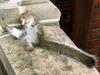 party-squirrel.jpg
