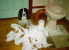 innocent-dog.jpg