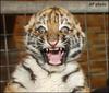 insane-tiger.jpg