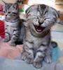 laughing-cat.jpg