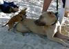 little-dog-big-mount.jpg