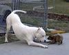 lopsided-dog-faceoff.jpg