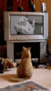 img0.gif