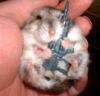 hamstergun.jpg