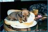 hotdog.jpg