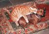cat-humping-dog.jpg