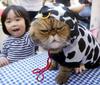 cat-in-a-cow-suit.jpg