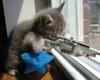 CatSniper.gif.jpg