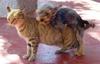 dog-and-cat.jpg