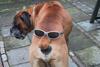dog-buttface.jpg